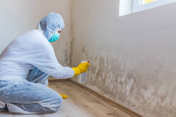 Licensed Attic Mold Removal service in Mountainside, NJ - WQB Mold Removal