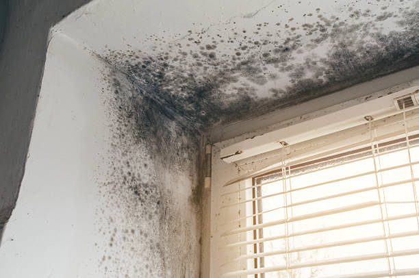 Affordable Attic Mold Removal solutions in Mountainside, NJ